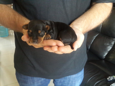 chipin puppies for sale minature chipin puppies pretoria east dogs and puppies junk mail classifieds chipin puppies for sale minature chipin puppies pretoria east dogs and puppies junk mail classifieds